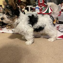 Biewer Terrier Puppies from Southern Star Biewers
