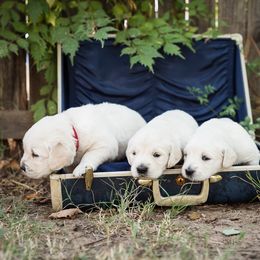 Golden Retriever Puppies from Autumnwood Golden Retrievers