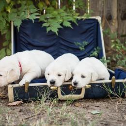 Golden Retriever Puppies from Autumnwood Golden Retrievers