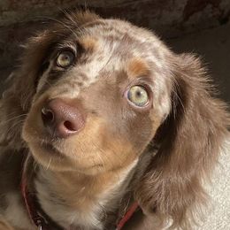 Dachshunds from Amanda Ruth’s Doxie Darlins