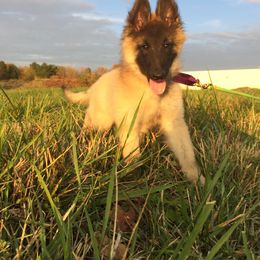 Belgian Tervuren Puppies from Devoue Belgians