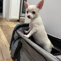 Cotton - Cream male Chihuahua puppy in Cabool, Missouri from McQueen’s Chi”s