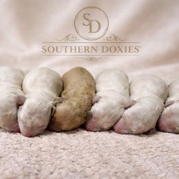 Annabelle - Cream female Dachshund puppy in Biloxi, Mississippi from Southern Doxies Ms
