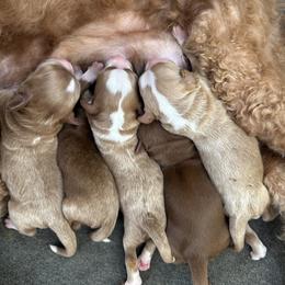 Girl 1 - Red  female Goldendoodle puppy in Glendale, Arizona from Follow Your Bliss Doodles