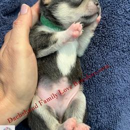 Tux - Blue and white male Chihuahua puppy in Chino Valley, Arizona from Dachshund Family Love Breeders