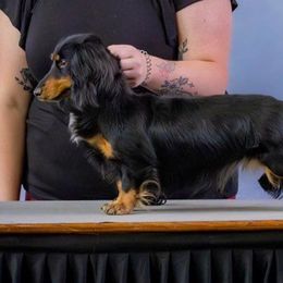 Nala - Dachshund