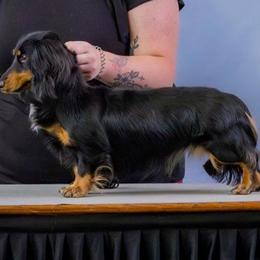 Nala - Dachshund