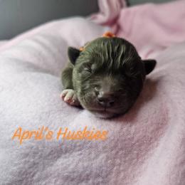 Orange boy - Red and white male Siberian Husky puppy in Terre Haute, Indiana from April's Huskies