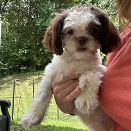 Princess - Shih Tzu