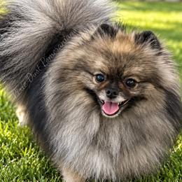 Manny - Pomeranian