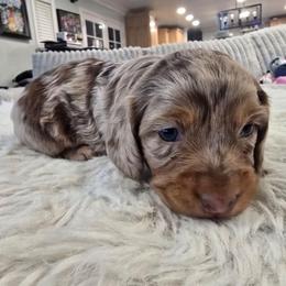 Travis - Dapple male Dachshund puppy in Price, Utah from Stone Kennels