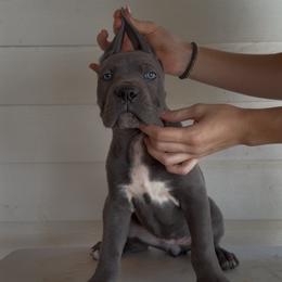 Gray Female - Gray female Cane Corso puppy in Knoxville, Tennessee from Crowned Corso