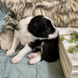 Border Collie Puppies from Full Moon Fox Farm