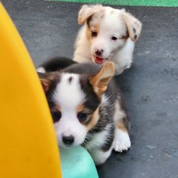 American Corgi Puppies from Wigglebutts American Corgis
