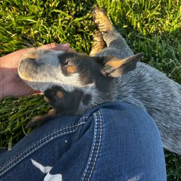 Styx - Blue male Australian Cattle Dog puppy in Mount Pleasant, Utah from Christensen Heelers and Labs