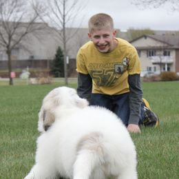 Great Pyrenees Puppies from White O'Morn Farm AKC Great Pyrenees