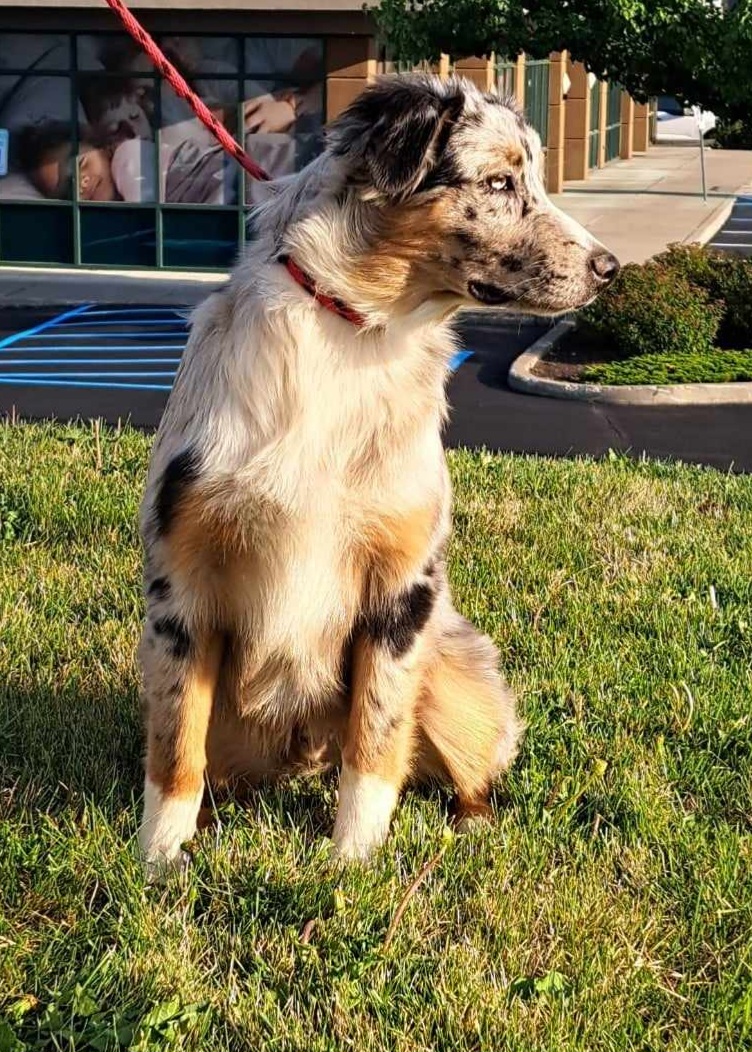 Strauss - Blue merle Australian Shepherd puppy in Athol, Idaho from ShorDu