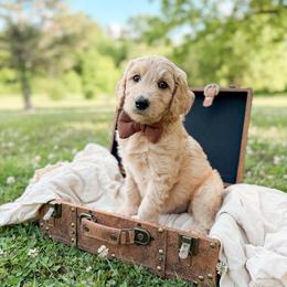 Rebel - Apricot male Goldendoodle puppy in Ooltewah, Tennessee from Allison Family Doodles