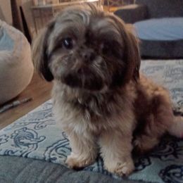 STORMY - Shih Tzu
