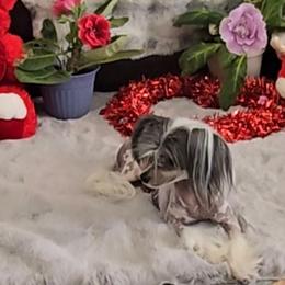 Uliana - Chinese Crested