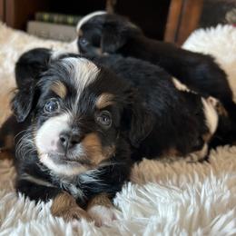 Chewy - Black tri male Miniature Australian Shepherd puppy in Osceola Mills, Pennsylvania from Grace River Aussies