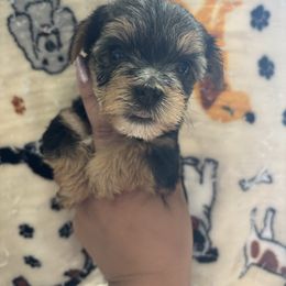 Leo - Black and tan male Yorkshire Terrier puppy in H AI Nes City, Florida from MF_Yorkies