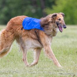 Flame - Borzoi