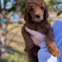“Lucille” - Poodle puppy from AMC Poodles
