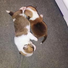 Amaze - Sable female Pembroke Welsh Corgi puppy in Ellensburg, Washington from Faery Mount Farm