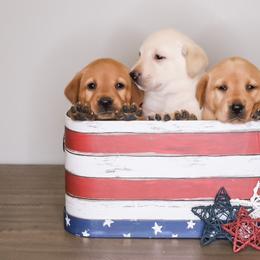 Labrador Retriever Puppies from AGL Retrievers