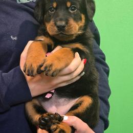 Salmon Pink - Black and rust female Beauceron puppy in Batavia, New York from Oakland Beaucerons