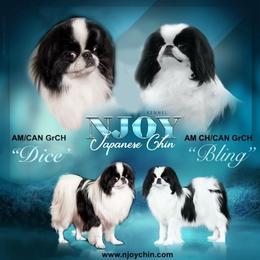 Japanese Chin puppies from Njoy Japanese Chin