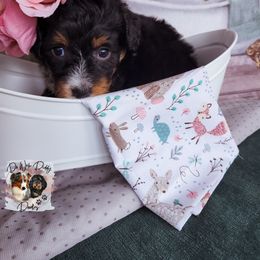 Assorted Doodle Crosses Puppies from Do Wah Diddy Doodles