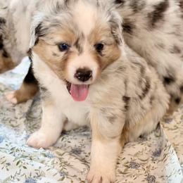 Coral collar - Blue merle female Aussiedoodle puppy in 32046, Florida from River Hill Ranch