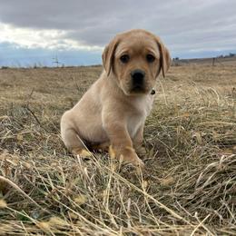 Black - Yellow male Labrador Retriever puppy in Iowa City, Iowa from Country Road Acres