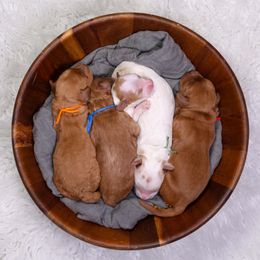 Cavapoo puppies from Happy Top Doodles