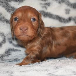 Stella - Dapple female Dachshund puppy in Texas from Sparkles & Spurs Mini Dachshunds