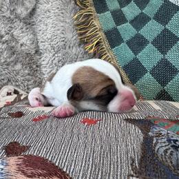 Girl 2 - White and red female Pembroke Welsh Corgi puppy in Tehachapi, California from Trotter Hill Farms