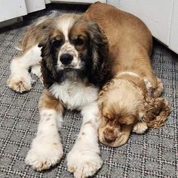 Cockapoos, Cocker Spaniels, Dalmatians, and Poodles from Child's Canine Companions