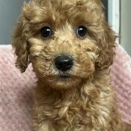 Betty - Red  female Goldendoodle puppy in Lowville, New York from Adirondack Labradoodles
