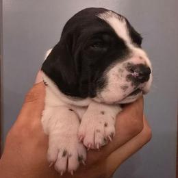 Green collar male - Black and white male German Shorthaired Pointer puppy in New York from Bishop Kennels