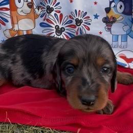 ( 4th of July DISCOUNT ) Cakey-Cat - Dapple male Dachshund puppy in Duncan, Arizona from Bootheel Doxies