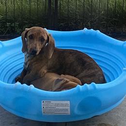 Mabel - Dachshund