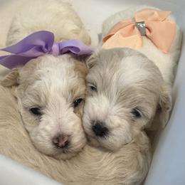 Goldendoodle, Maltipoo, and Poodle Puppies from Pawriffic Pups