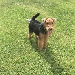 Dari - Welsh Terrier
