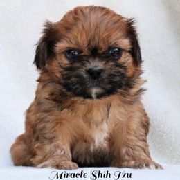Shih Tzu Puppies from Miracle Shih Tzu