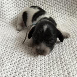 Dachshund Puppies from Morgan Burtenshaw