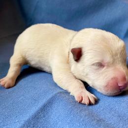 Woody (Brown) - Wheaten male Scottish Terrier puppy in Jefferson, North Carolina from McGuire’s High Country Terriers