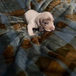 Rhett - Dapple male Dachshund puppy in Erie, Michigan from Champagne’s Grinch Toe’d Dachshunds