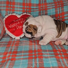 Bulldog Puppies from Illinois Bullies Kennel